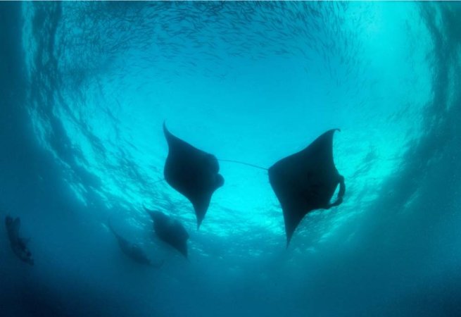 Dykresor till Palau (5) (Liten).jpg