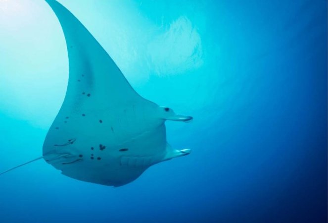 Dykresor till Palau (6) (Liten).jpg