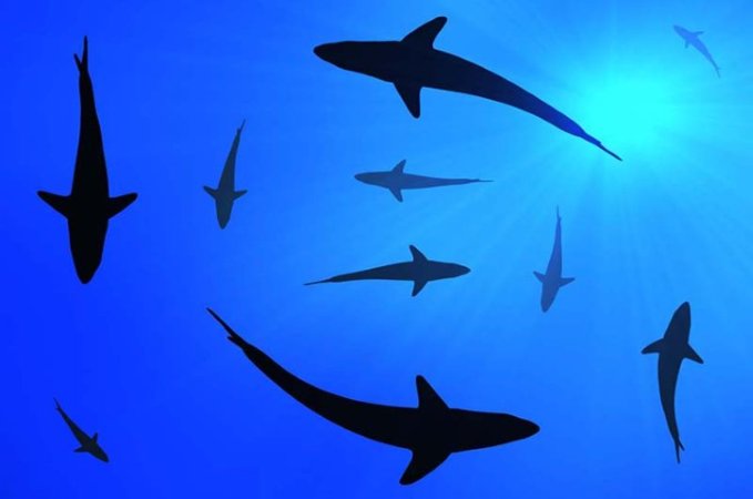 Dykresor till Palau (22) (Liten).jpg