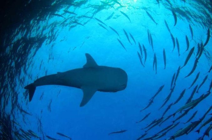 Dykresor till Palau_Valhaj (Liten).jpg