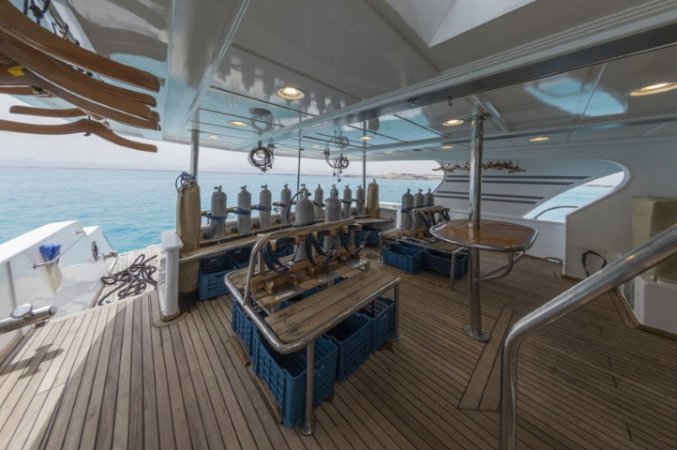 golden_dolphin_1 (1) (Liten).jpg