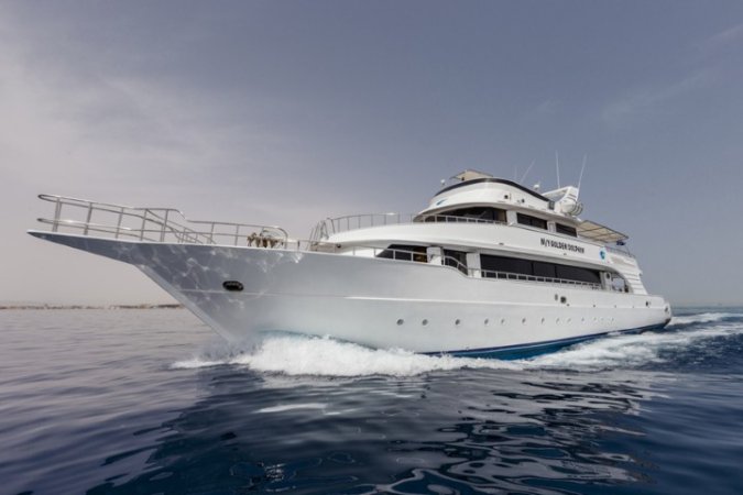 golden_dolphin_1 (7) (Liten).jpg