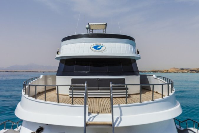 golden_dolphin_1 (9) (Liten).jpg