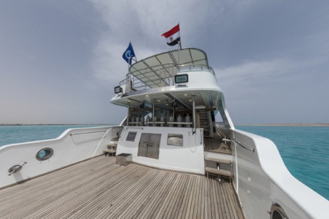 golden_dolphin_1 (10) (Liten).jpg