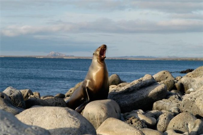 Galapagos-Liveaboard-Humboldt (3).jpg