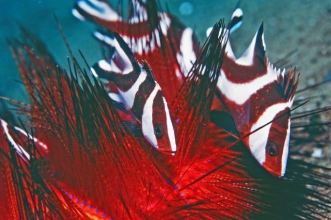 Dauin-UV (12) (Anpassat).jpg