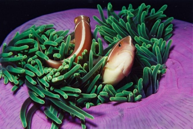 Dauin-UV (13) (Anpassat).JPG