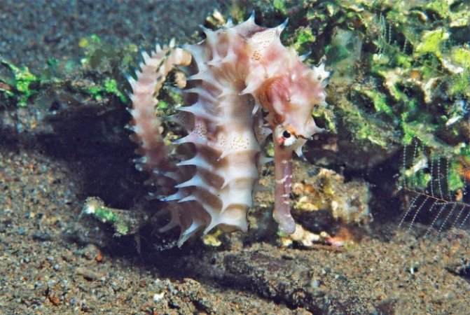 Dauin-UV (14) (Anpassat).jpg