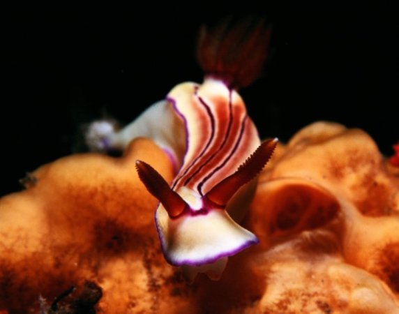 Dauin-UV (19) (Anpassat).jpg