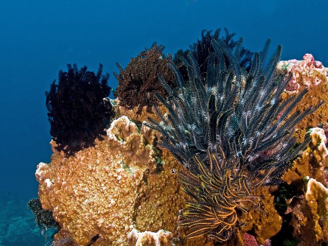 Coral-Christian Nielsen.jpg