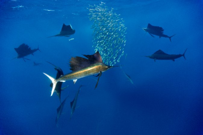 Yucatan_Playa_del_carmen (40).JPG