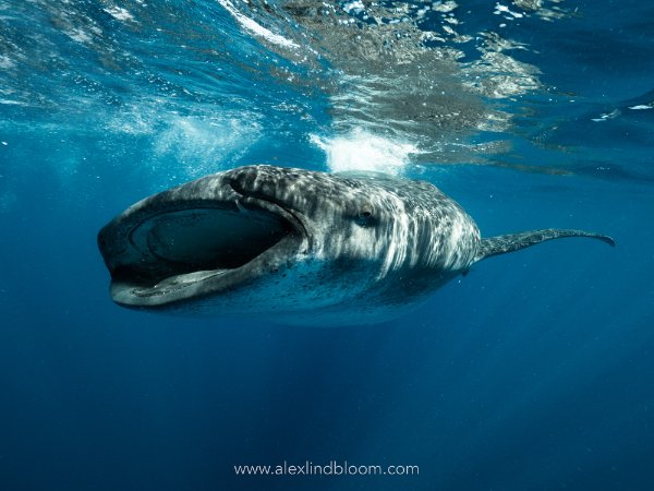 Yucatan_Playa_del_carmen (47).jpg