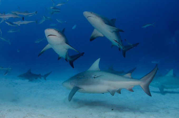 Yucatan_Playa_del_carmen (6).jpg