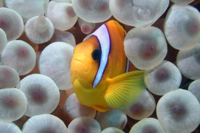 Marsa-Shagra-underwater (80) (Anpassat).jpg