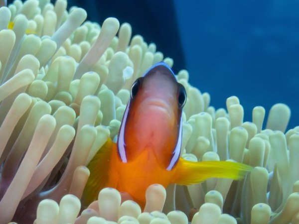 Marsa-Shagra-underwater (108) (Anpassat).jpg