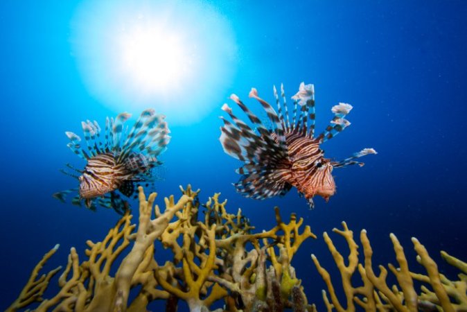 Marsa-Shagra-underwater (132) (Anpassat).jpg