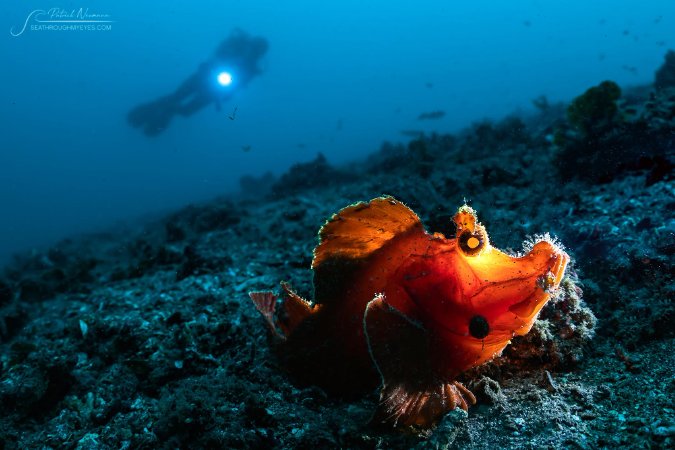 Gruppresa med fotoworkshop - Norra Sulawesi/Lembeh 