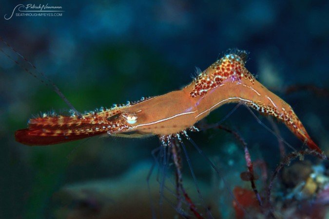 Uv-photo_Lembeh (3) (Anpassat).jpg