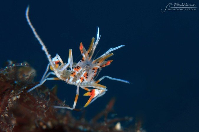 Uv-photo_Lembeh (37) (Anpassat).jpg
