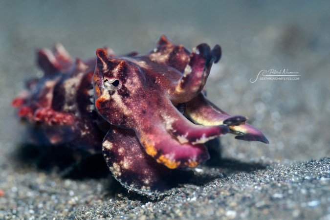 Uv-photo_Lembeh (112) (Anpassat).jpg