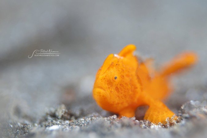 Uv-photo_Lembeh (123) (Anpassat).jpg
