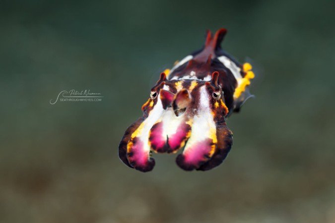 Uv-photo_Lembeh (141) (Anpassat).jpg