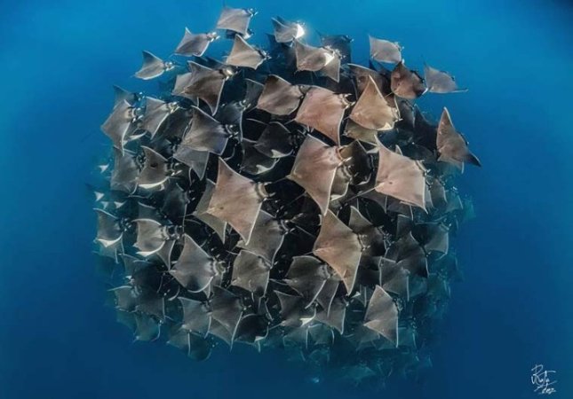 Diving-Baja California_ La paz (24).jpg