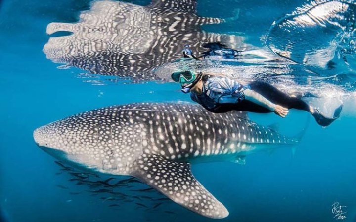 Diving-Baja California_ La paz (27).jpg