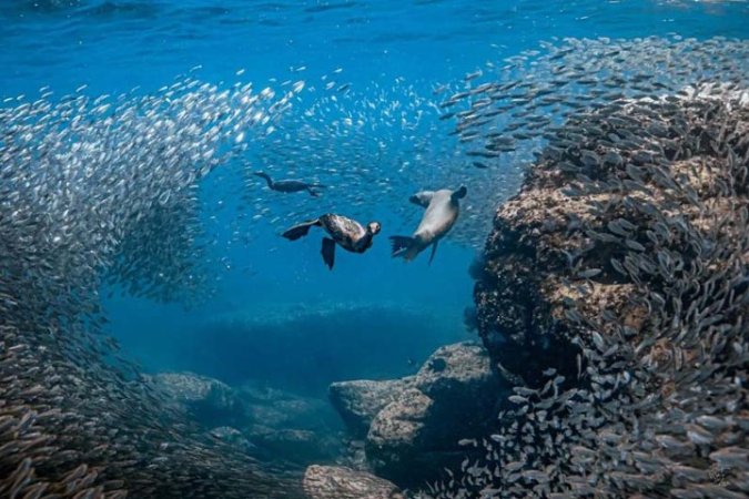 Diving-Baja California_ La paz (53).jpg