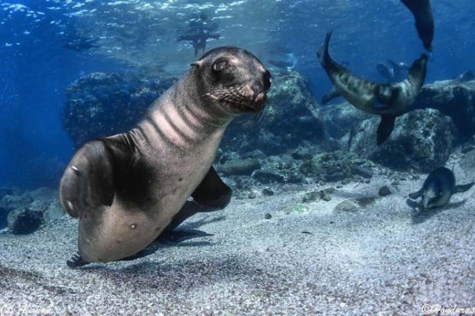 Diving-Baja California_ La paz (55).jpg