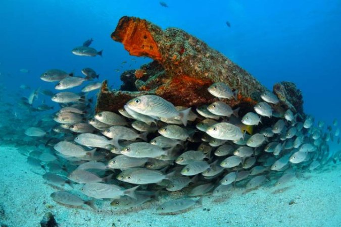 Diving-Baja California_ La paz (64).jpg