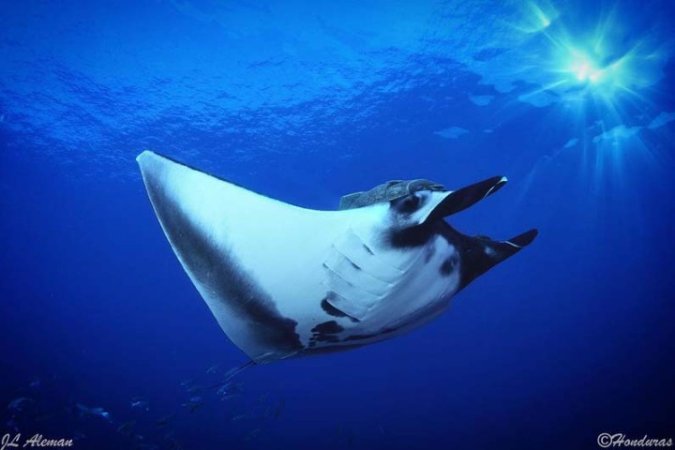 Diving-Baja California_ La paz (65).jpg