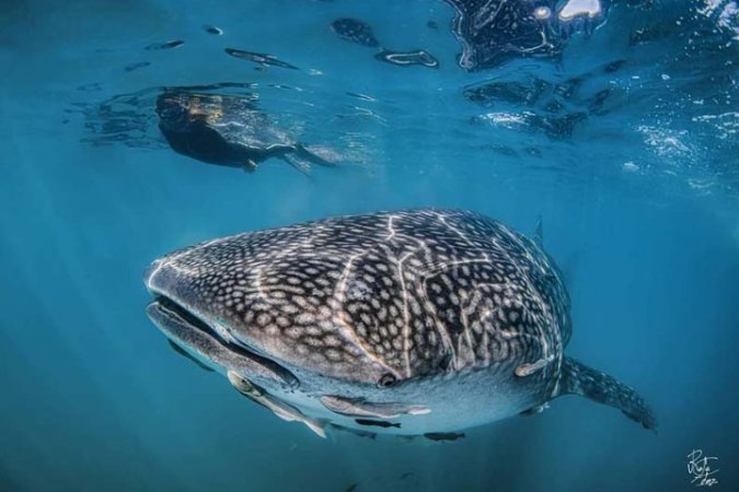 Diving-Baja California_ La paz (68).jpg