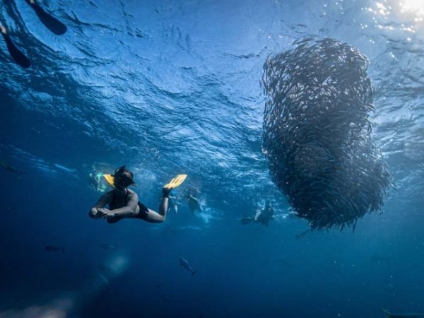 Diving-Baja California_ La paz (79).jpg