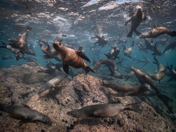 Diving-Baja California_ La paz (80).jpg