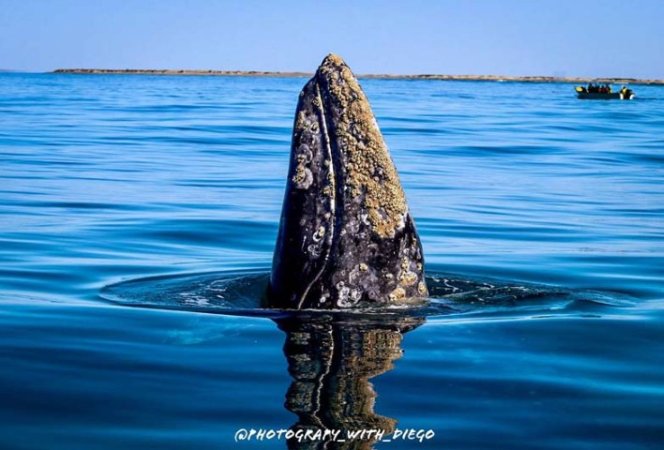 Diving-Baja California_ La paz (81).jpg