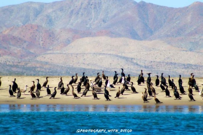 Diving-Baja California_ La paz (82).jpg