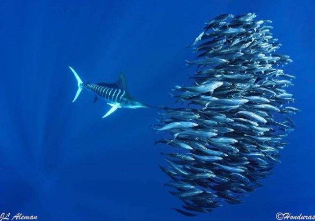 Diving-Baja California_ La paz (33).jpg