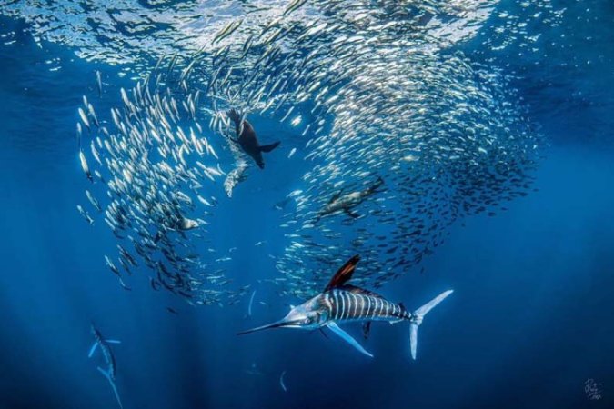 Dykresa - Explore Baja - 7 Nätter 