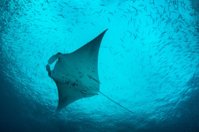 Lembongan (1) (Anpassat).png