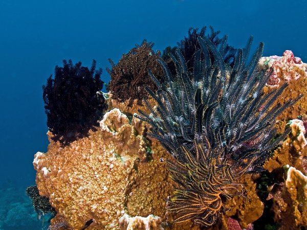 Coral-Christian Nielsen.jpg