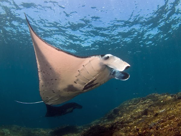 Manta 1-Christiean Nielsen.jpg