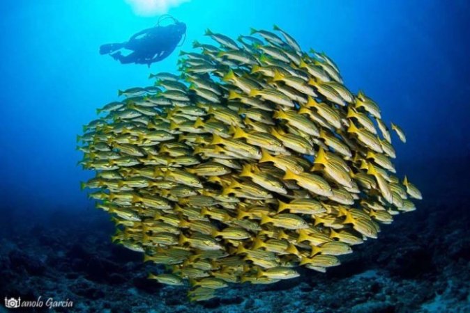 Baja-California-BuceoCarey (52) (Anpassat).jpg