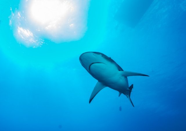 Truk Lagoon (12).jpg