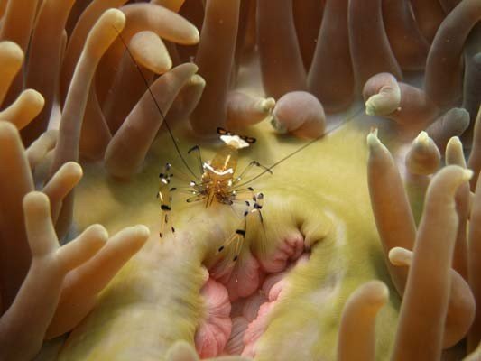 Nusa Lembongan (13) (Liten).jpg