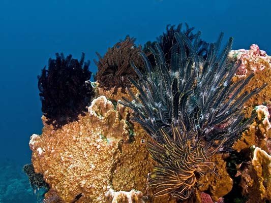 Nusa Lembongan (14) (Liten).jpg