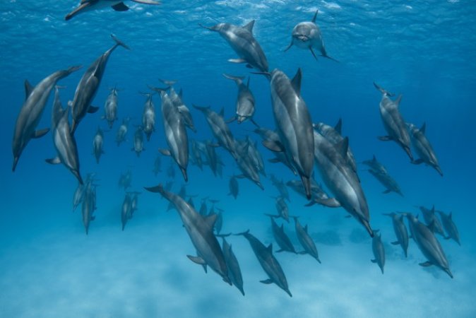 Marsa-Shagra-underwater (88) (Anpassat).jpg