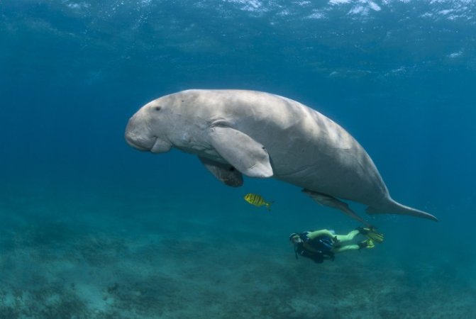 Egypten - Marsa Shagra Eco Lodge 