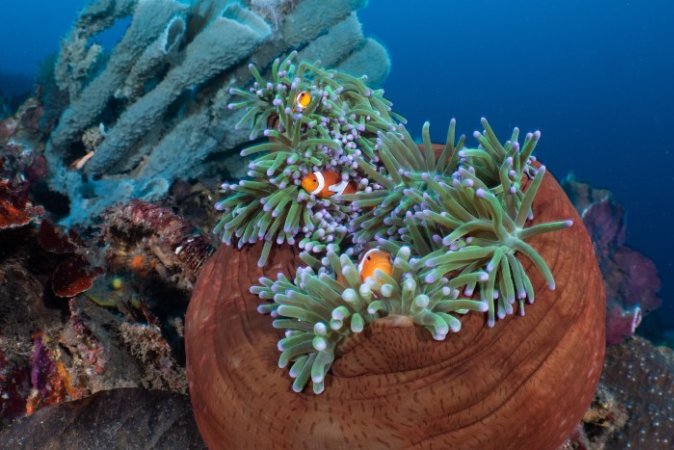 Clownfish_by Nicolas Remy (Anpassat).jpg