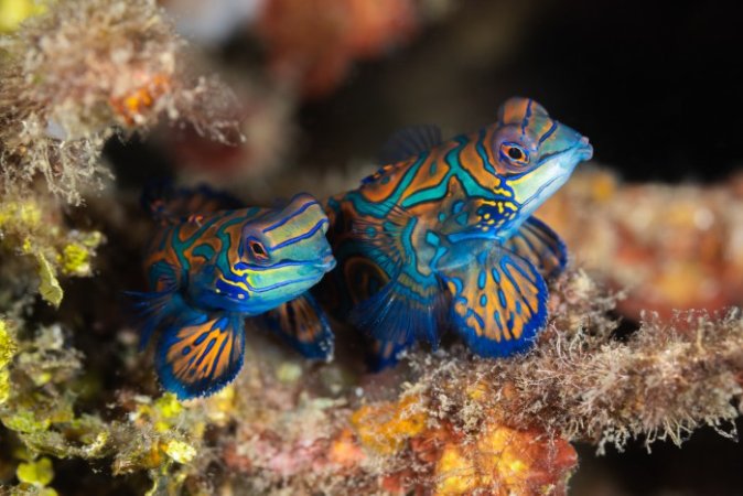 Mandarinfish (Anpassat).jpg